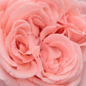 Поръчка на рози - Розов - Чайно хибридни рози  - интензивен аромат - Pоза Марчика - Марк Гергили - Бледо розовите листа са напълно удвоени и глобулни.